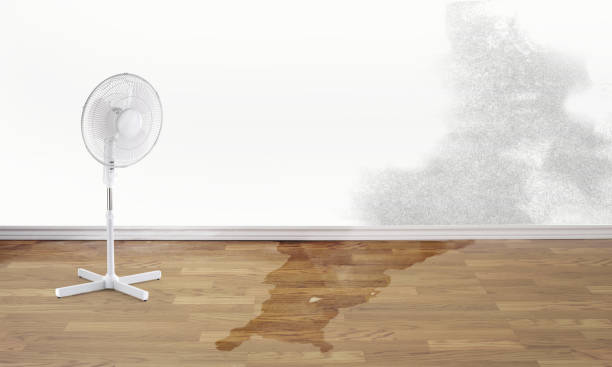 Best Professional water damage repair  in Helena West Side, MT